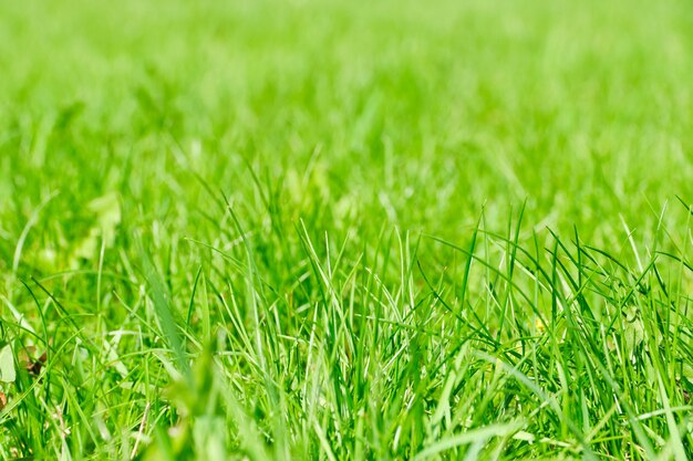 Fondo de verano de hierba verde en flor fresca.