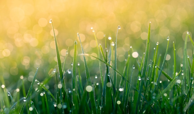 Fondo de verano, hierba verde fresca y gotas de rocío