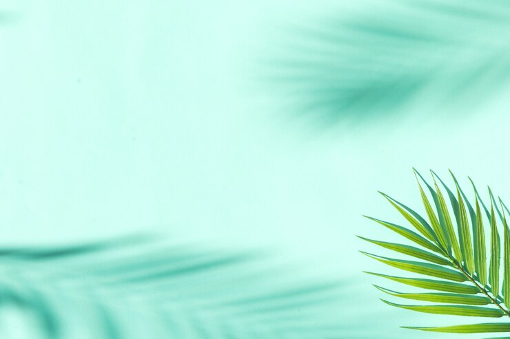 Fondo de verano con hojas de palmera y sombras.