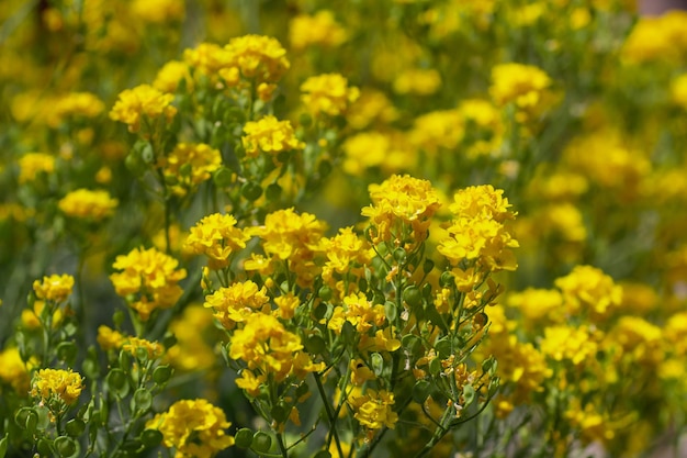 Fondo de verano con muchas pequeñas flores amarillas