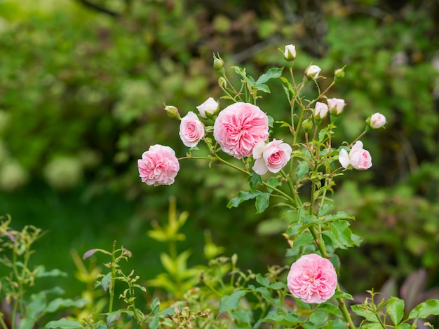 Fondo de verano natural con rosas de peonía rosa David Austin. Hermosas flores florecientes sobre fondo de hojas verdes.