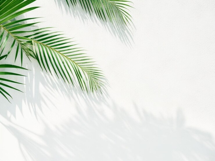 Fondo de verano natural de sombras hojas de palma sobre un muro de hormigón blanco