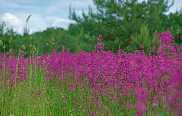 Fondo de verano de naturaleza con flores de color rosa en la pradera en día soleado.