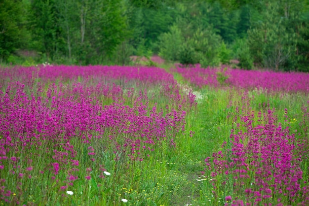 Fondo de verano de naturaleza con flores de color rosa en la pradera en día soleado.