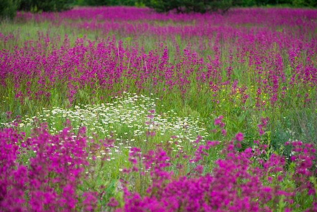 Fondo de verano de naturaleza con flores de color rosa en la pradera en día soleado