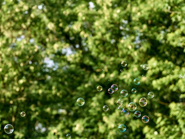 Fondo de verano con pompas de jabón brillantes.