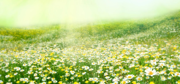 Fondo de verano. Prado con flor de manzanilla