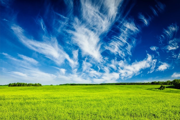 Fondo de verano de primavera campo de hierba verde paisaje de prado paisaje con cielo azul