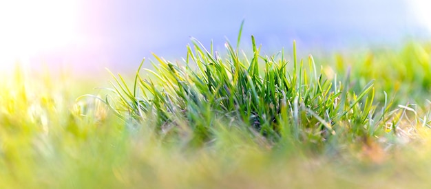 Fondo de verano y primavera de hierba verde fresca con hierba verde en un día soleado