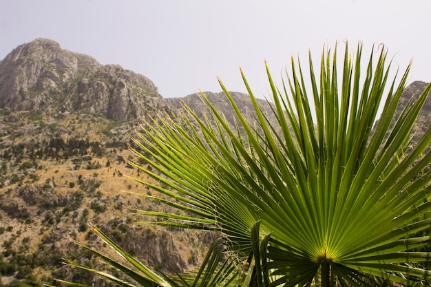 Fondo de verano. Primer plano de hojas de palmera y montañas en el día soleado.