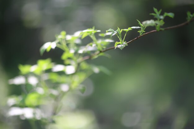 Fondo verde abstracto del bokeh del verano, resplandor de la textura del arte de la vista del gradiente