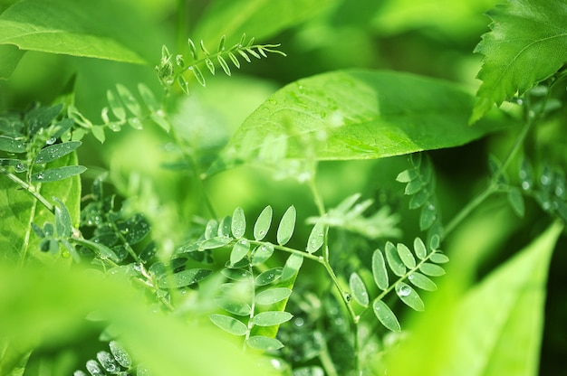 Fondo verde abstracto de plantas