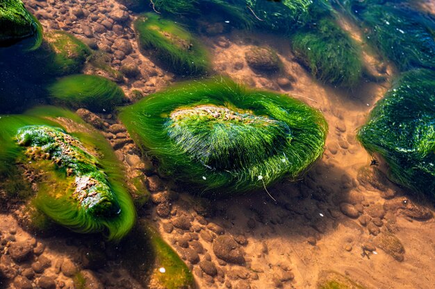 Fondo verde de algas algas Piedra con primer plano de algas brillantes
