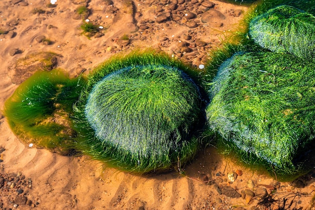 Fondo verde de algas algas Piedra con primer plano de algas brillantes