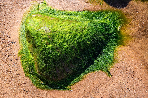 Fondo verde de algas algas Piedra con primer plano de algas brillantes