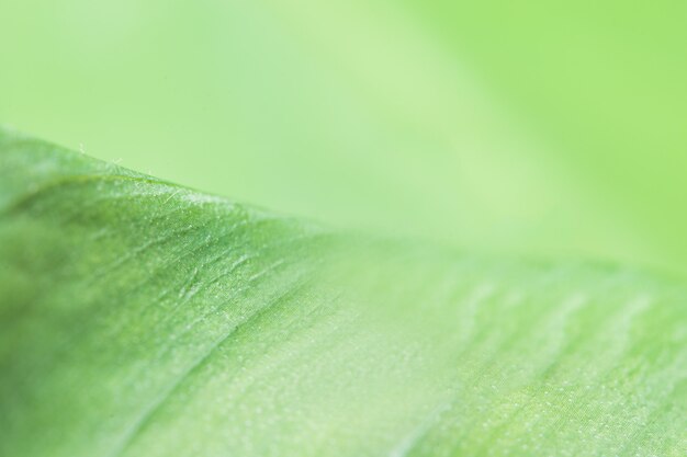 Foto fondo verde borrosa de las hojas.