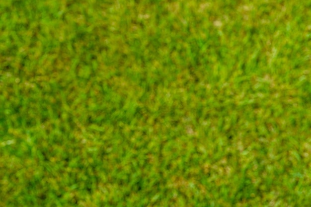 Fondo verde borroso natural y abstracto Concepto ecológico