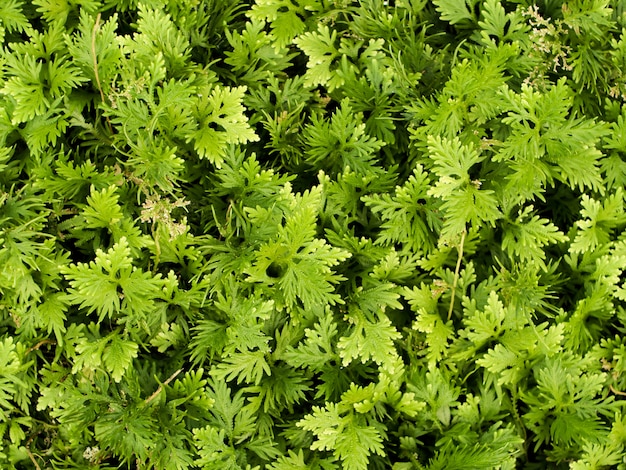 Fondo verde botánico de hojas de plantas verde