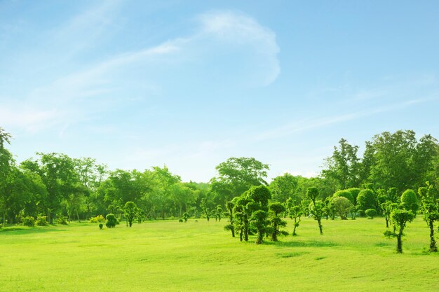 Fondo verde césped y árboles con hermoso césped