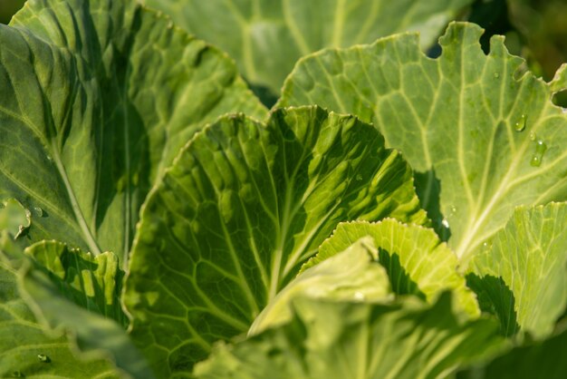 Foto fondo verde color verde de la naturaleza planta y hoja ambiente concepto de vegetación