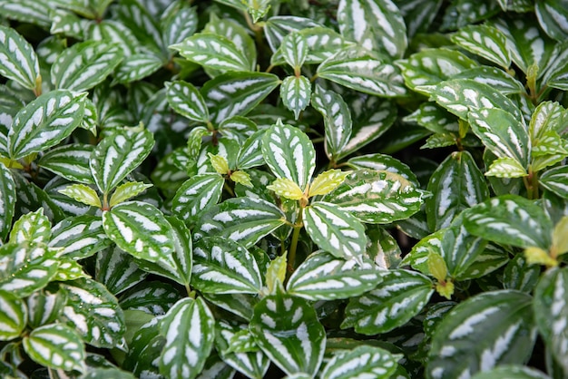 Fondo verde, color verde de la planta de la naturaleza