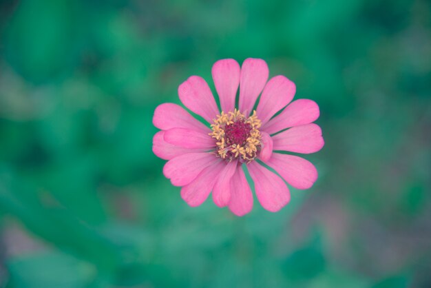 Fondo verde flor rosa