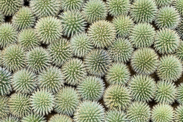 Fondo verde de las flores de los echinops.