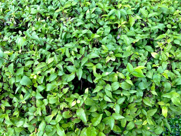 Fondo verde fondo de hojas fondo de plantas ornamentales Es una hermosa planta ornamental