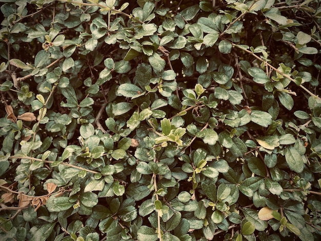 Fondo verde fondo de hojas fondo de plantas ornamentales Es una hermosa planta ornamental