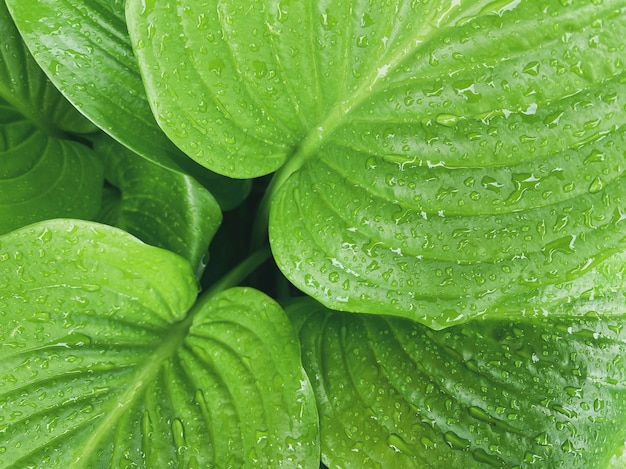 Fondo verde en forma de hojas de un primer plano de la planta hosta. Fondo natural.