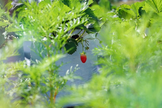 Fondo verde con fresa