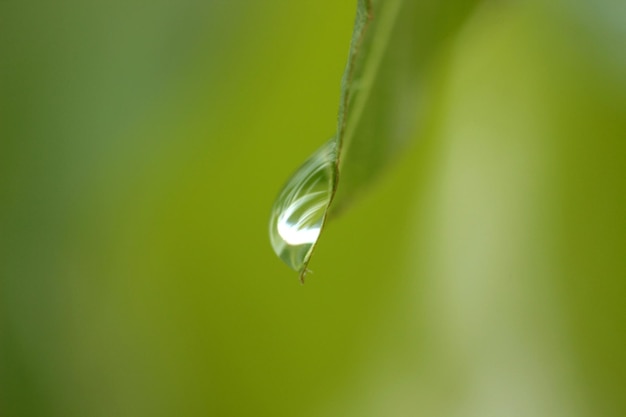 Fondo verde Gota de agua en la hoja