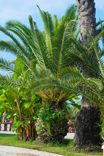 Fondo verde hermoso verde de los iones de las palmeras. Concepto de vacaciones y vacaciones.