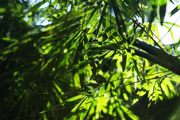 Fondo verde hoja de bambú Naturaleza