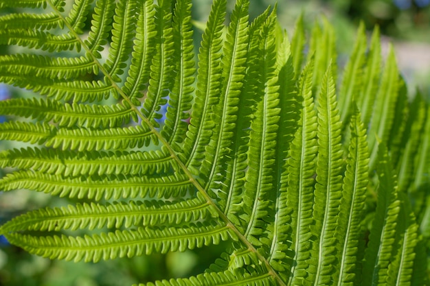 Fondo verde hoja de helecho grande