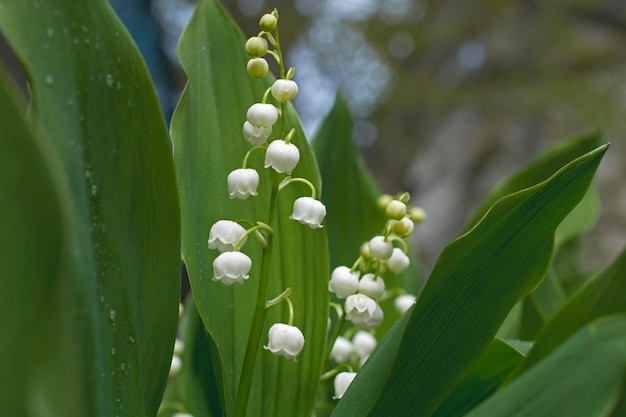 Fondo verde con lirios del valle de primavera