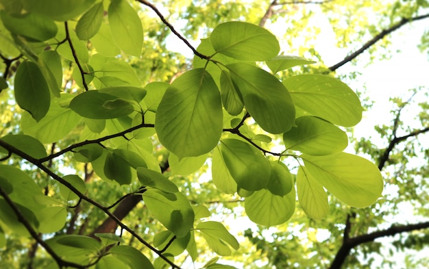 Fondo verde natural, fondo verde