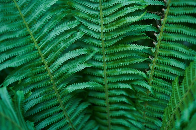 Foto el fondo verde natural del helecho natural en la luz del sol hermosos helechos crean follaje verde