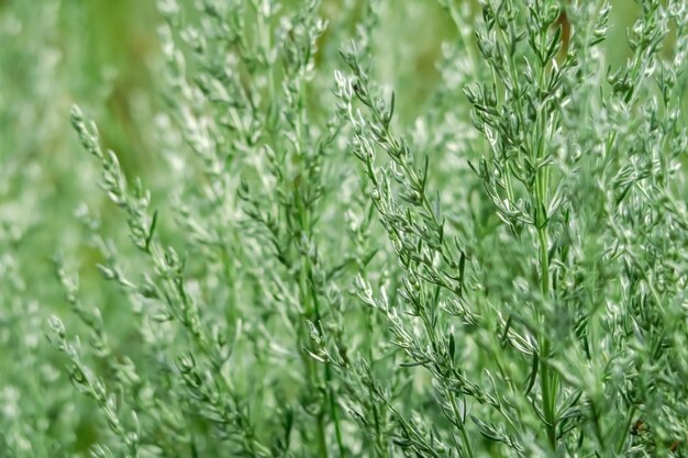 Foto fondo verde natural de la hierba de ajenjo.