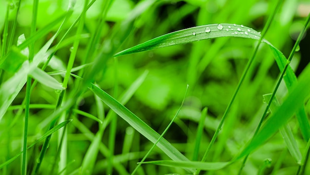 Fondo verde natural con hierba y gotas de lluvia. Enfoque selectivo