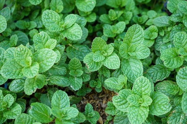 Fondo verde natural de hojas de menta en el jardín