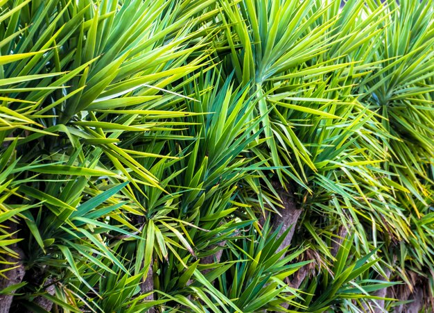 Fondo verde natural de las hojas de una palmera.