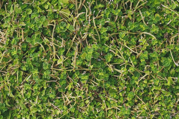 Fondo verde natural de hojas verdes con filtro vintage