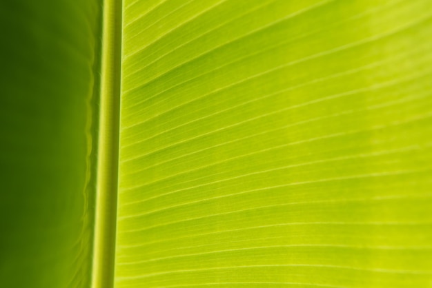 Fondo verde naturaleza planta y hoja Plátano
