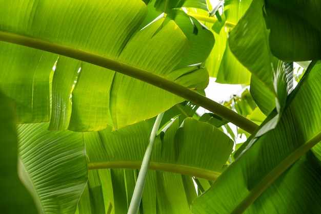 Fondo verde naturaleza planta y hoja Plátano