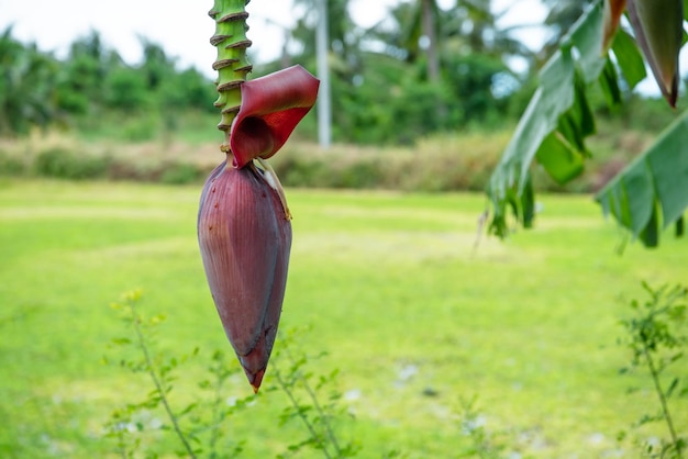 Fondo verde naturaleza planta y hoja Plátano