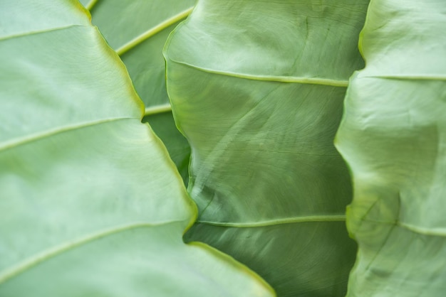 Fondo verde de la naturaleza planta y hoja