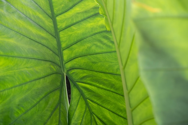 Fondo verde de la naturaleza planta y hoja