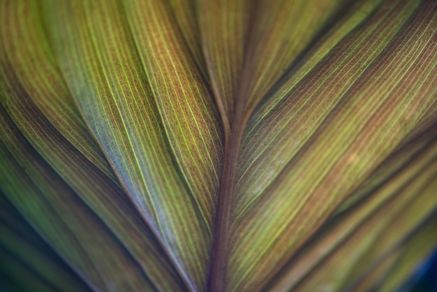 Fondo verde de la naturaleza planta y hoja