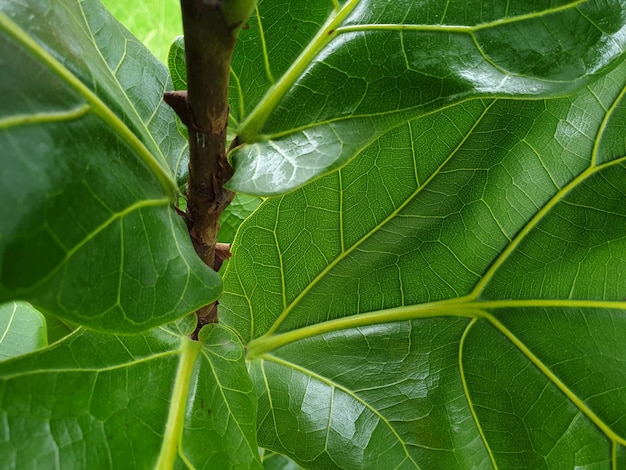 Fondo verde de la naturaleza planta y hoja